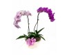 Orchid Container Garden